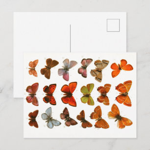 Butterflies & Moths Zoölogische Schets Post Briefkaart