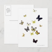 Butterflies neergeschoten op wit briefkaart (Voorkant / Achterkant)