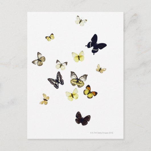 Butterflies neergeschoten op wit briefkaart (Voorkant)