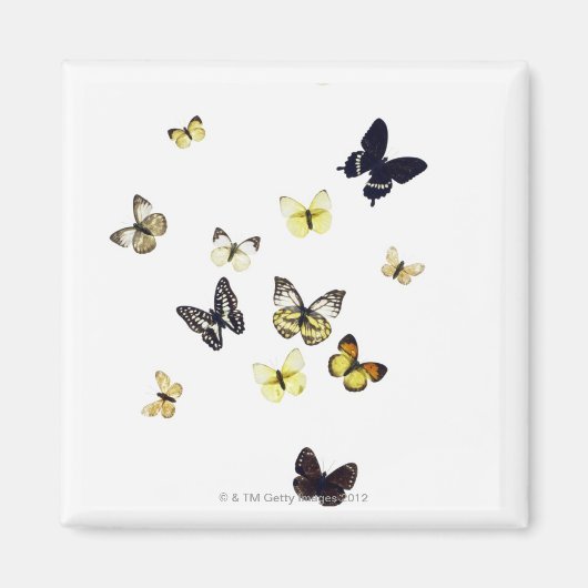 Butterflies neergeschoten op wit magneet (Voorkant)