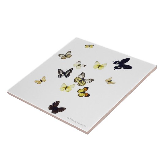 Butterflies neergeschoten op wit tegeltje (Zijkant)