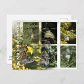 Butterflies of Cyprus briefkaart (Voorkant / Achterkant)