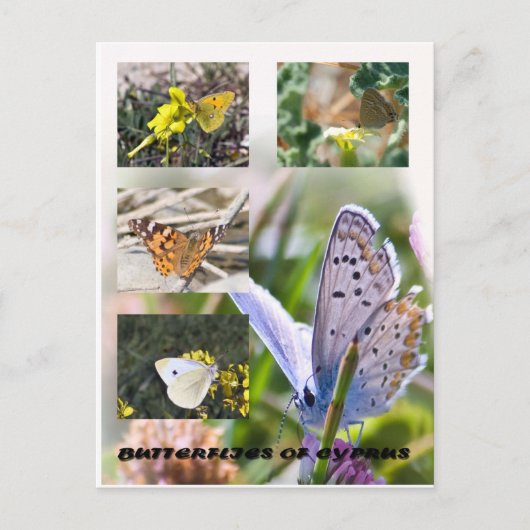 Butterflies of Cyprus briefkaart (Voorkant)