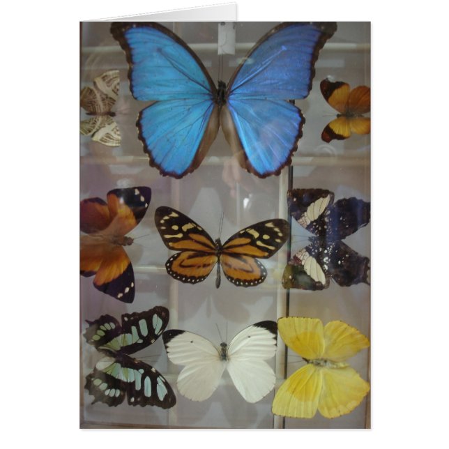 Butterflies of Panama (Voorkant)