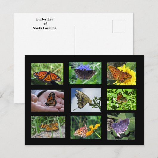 Butterflies of South Carolina Briefkaart (Voorkant / Achterkant)