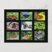 Butterflies of South Carolina Briefkaart (Voorkant)