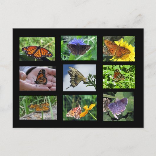 Butterflies of South Carolina Briefkaart (Voorkant)