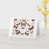  Butterflies Old Book Illustration Artwork Kaart (Gele Bloem)
