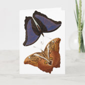  Butterflies Old Book Illustration Artwork Kaart (Voorkant)