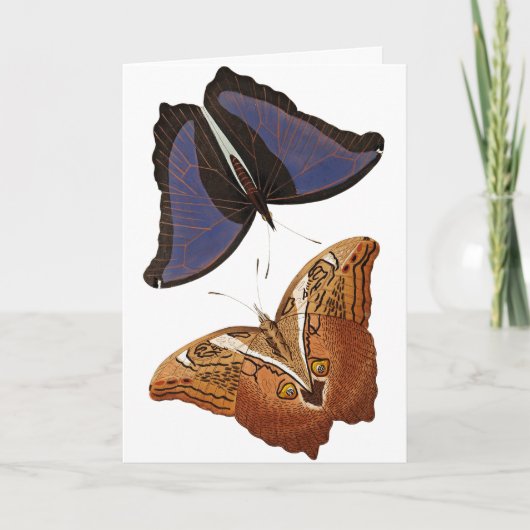  Butterflies Old Book Illustration Artwork Kaart (Voorkant)