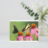 Butterflies on Coneflowers, Ohio Briefkaart (Staand voorkant)