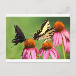 Butterflies on Coneflowers, Ohio Briefkaart