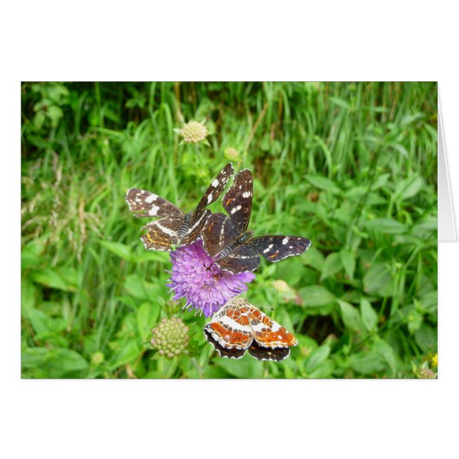 Butterflies op een Thistle (Voorkant Horizontaal)