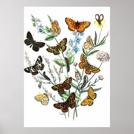 Butterflies op Flowers  illustratie Poster (Voorkant)