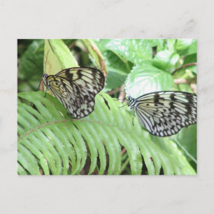 Butterflies op het Briefkaart Fern