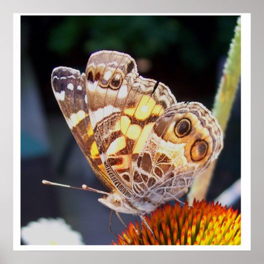Butterflies Patronen Poster (Voorkant)