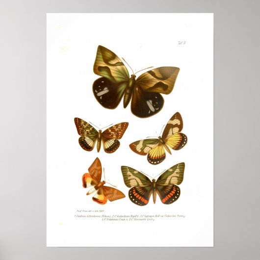 Butterflies Poster (Voorkant)