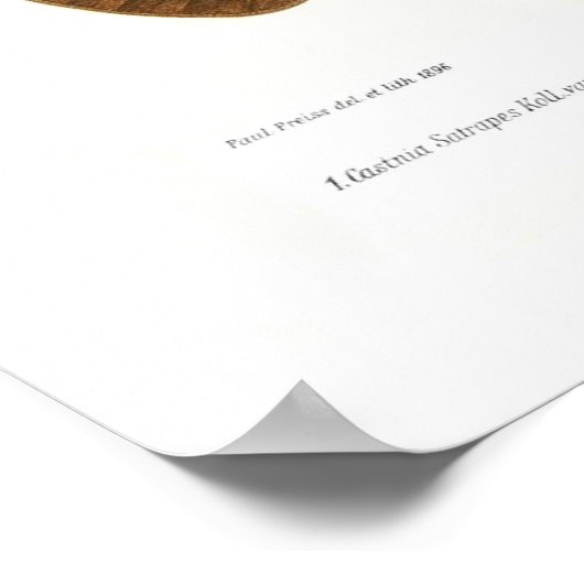 Butterflies Poster (Hoek)