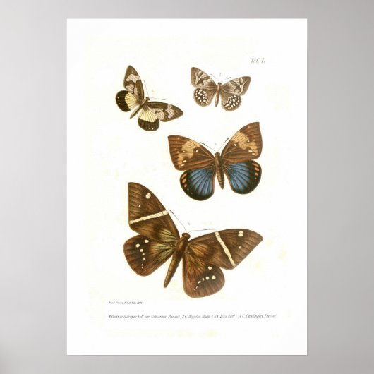 Butterflies Poster (Voorkant)