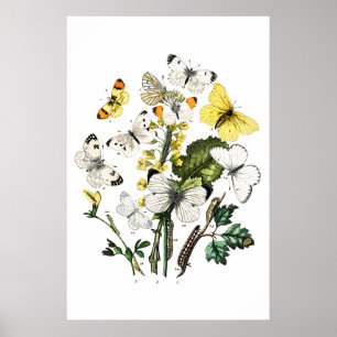  Butterflies Poster