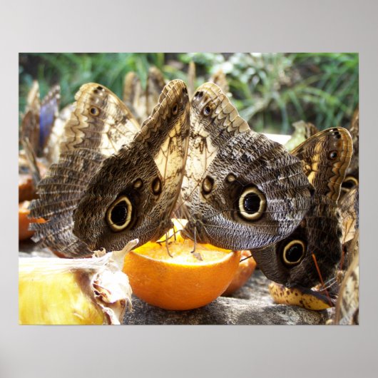 BUTTERFLIES POSTER (Voorkant)