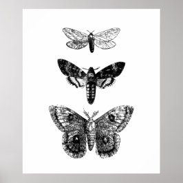 Butterflies Poster