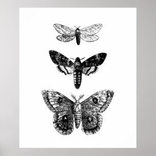  Butterflies Poster