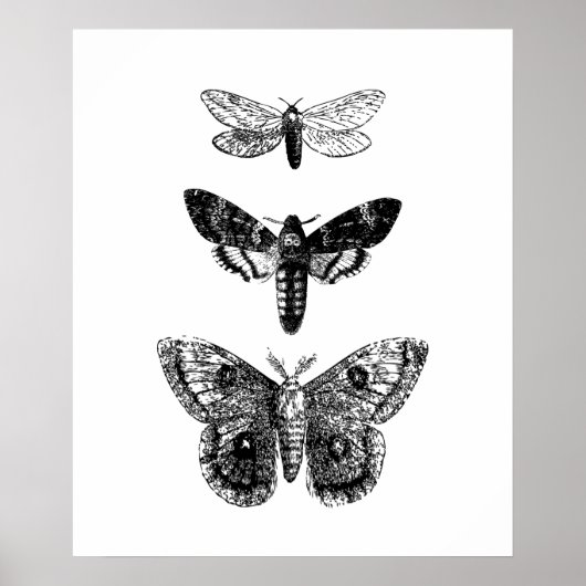  Butterflies Poster (Voorkant)
