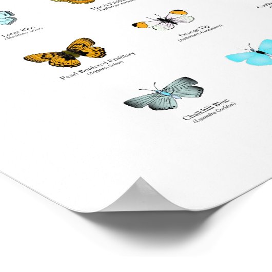 Butterflies Poster (Hoek)