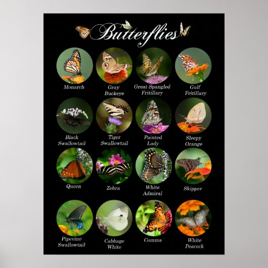 Butterflies poster (Voorkant)