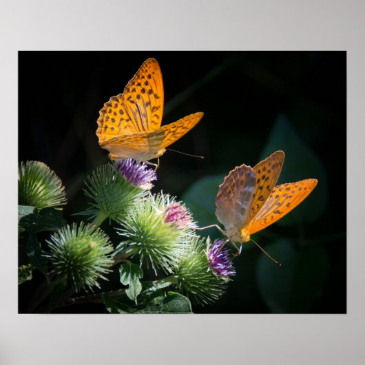 Butterflies Poster (Voorkant)