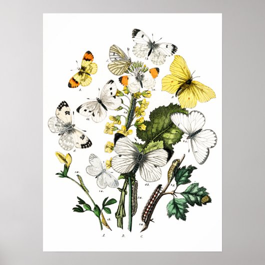 Butterflies Poster (Voorkant)