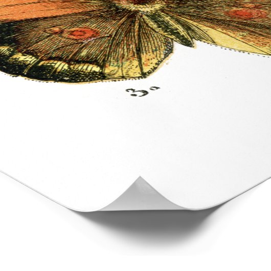 Butterflies Poster (Hoek)