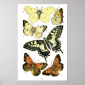 Butterflies Poster (Voorkant)