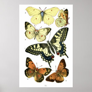 Butterflies Poster