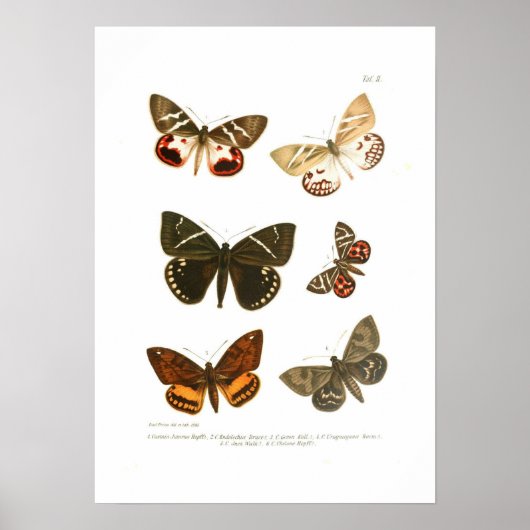 Butterflies Poster (Voorkant)