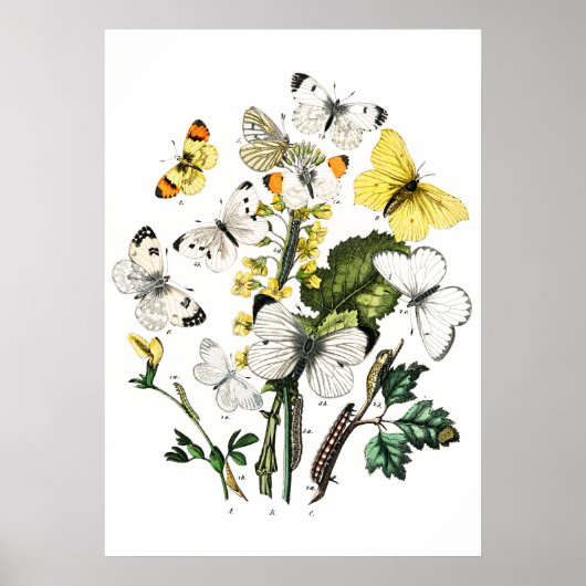  Butterflies Poster (Voorkant)