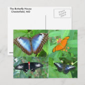 Butterflies van de wereld briefkaart (Voorkant / Achterkant)