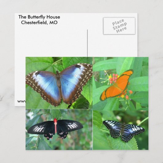 Butterflies van de wereld briefkaart (Voorkant / Achterkant)