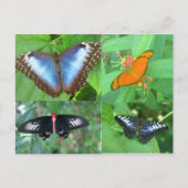 Butterflies van de wereld briefkaart (Voorkant)