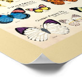 Butterflies van het Wereld Poster (Hoek)