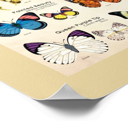 Butterflies van het Wereld Poster (Hoek)