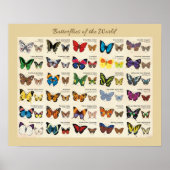 Butterflies van het Wereld Poster (Voorkant)