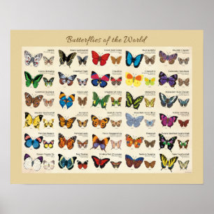 Butterflies van het Wereld Poster