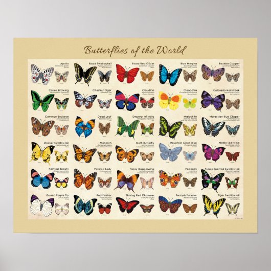 Butterflies van het Wereld Poster (Voorkant)