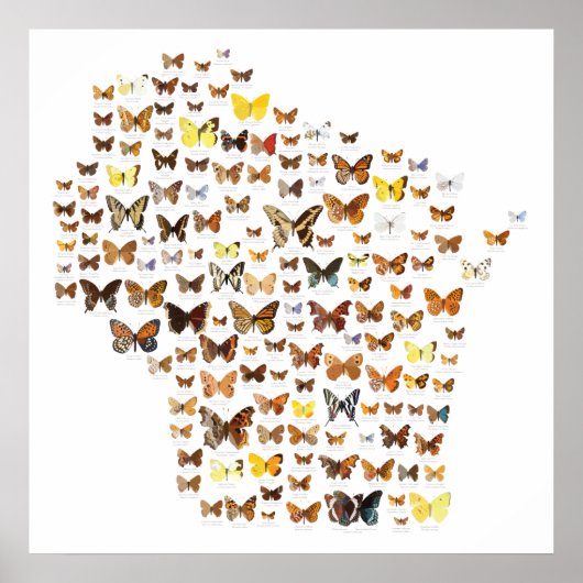 Butterflies van Wisconsin Poster (Voorkant)