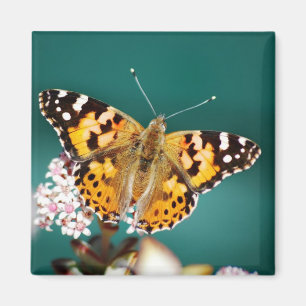 Butterflies zijn vrij magneet