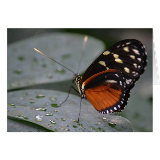 Butterfly (Voorkant Horizontaal)