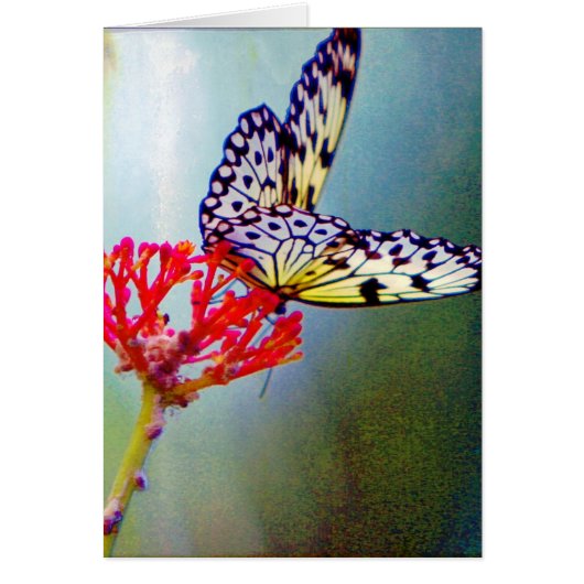 Butterfly (Voorkant)