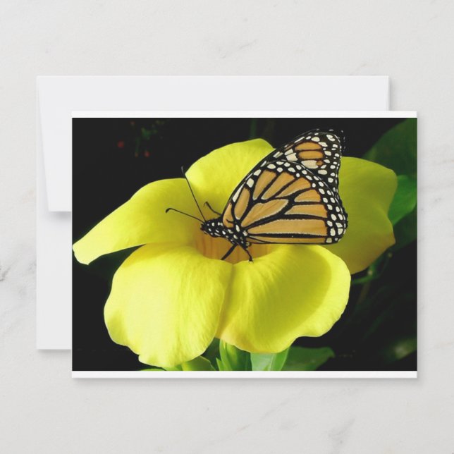 Butterfly (Voorkant)